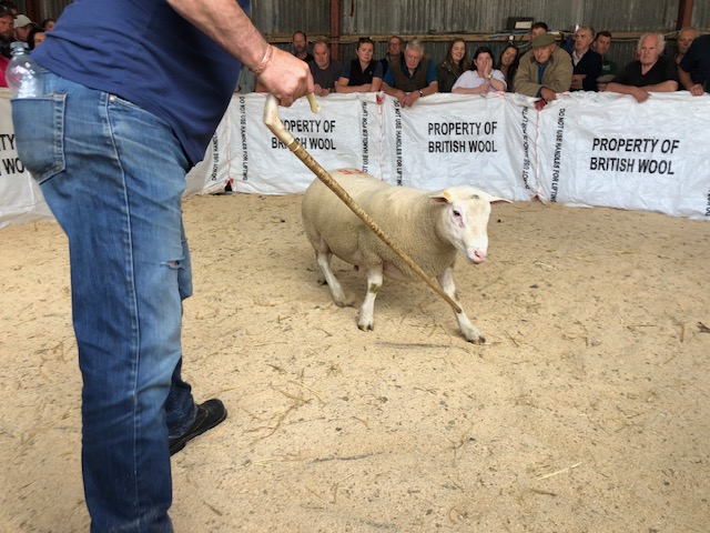 Sheep sales at Central Mart