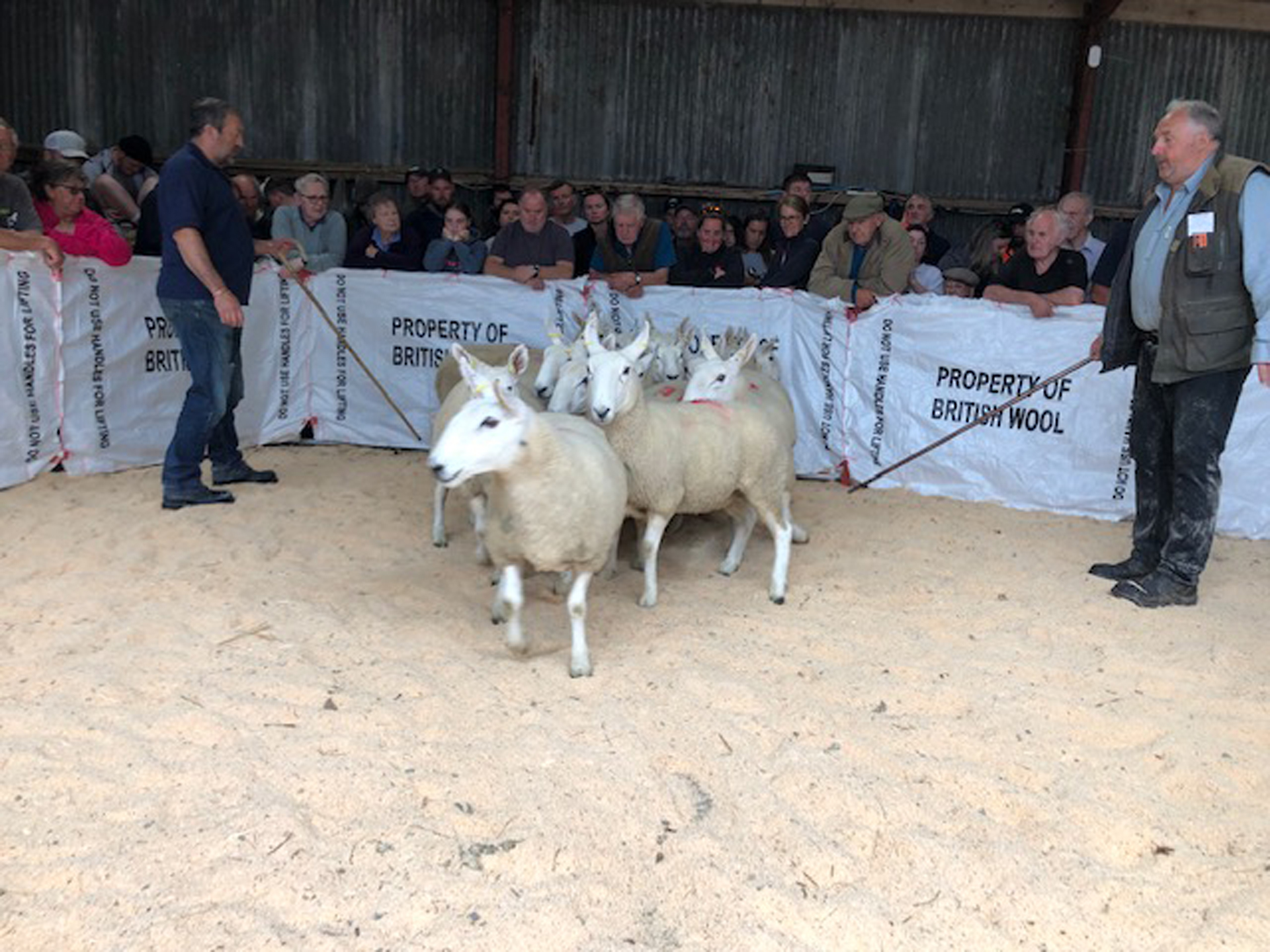 Sheep sales at Central Mart