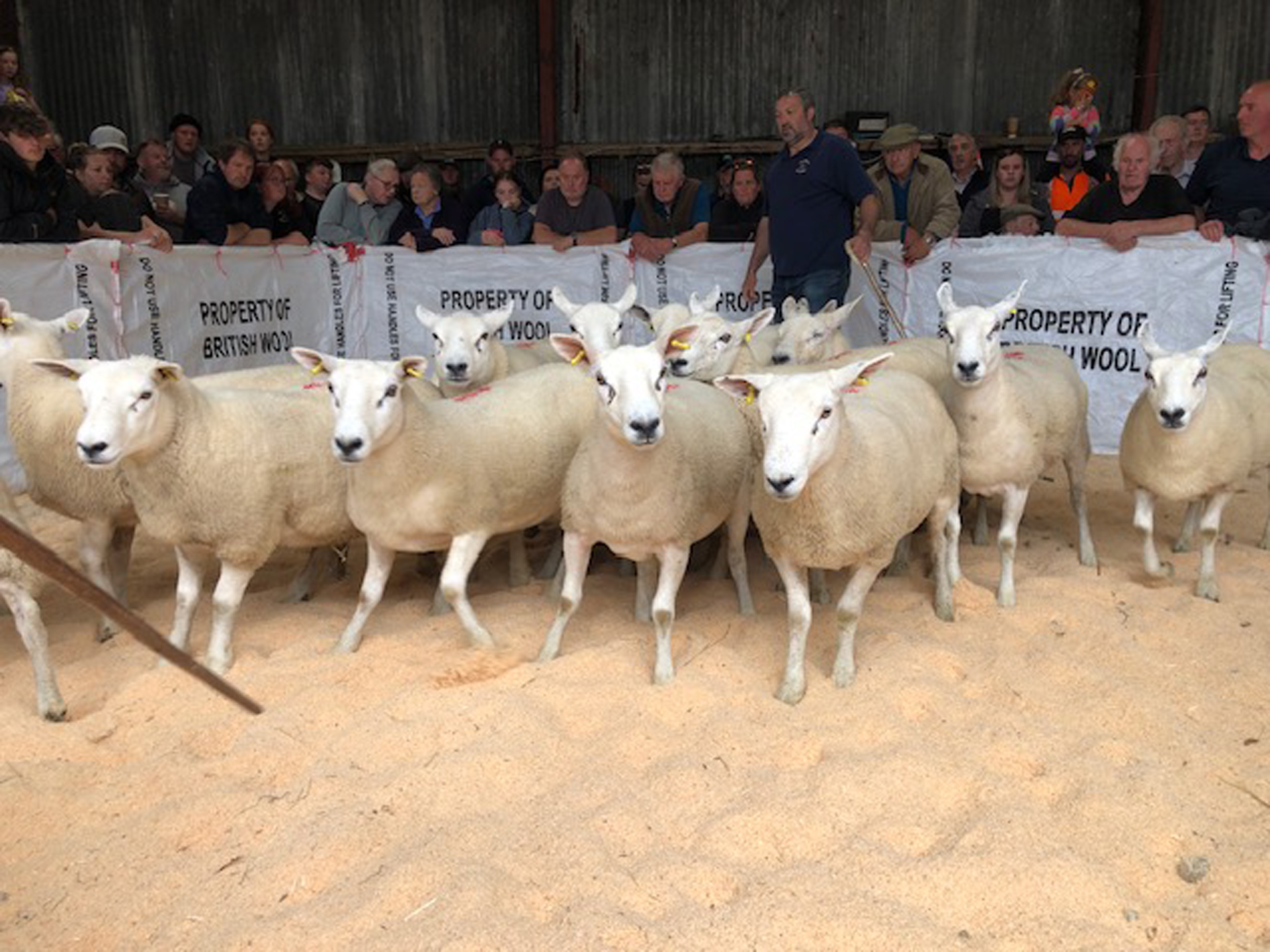 Sheep sales at Central Mart