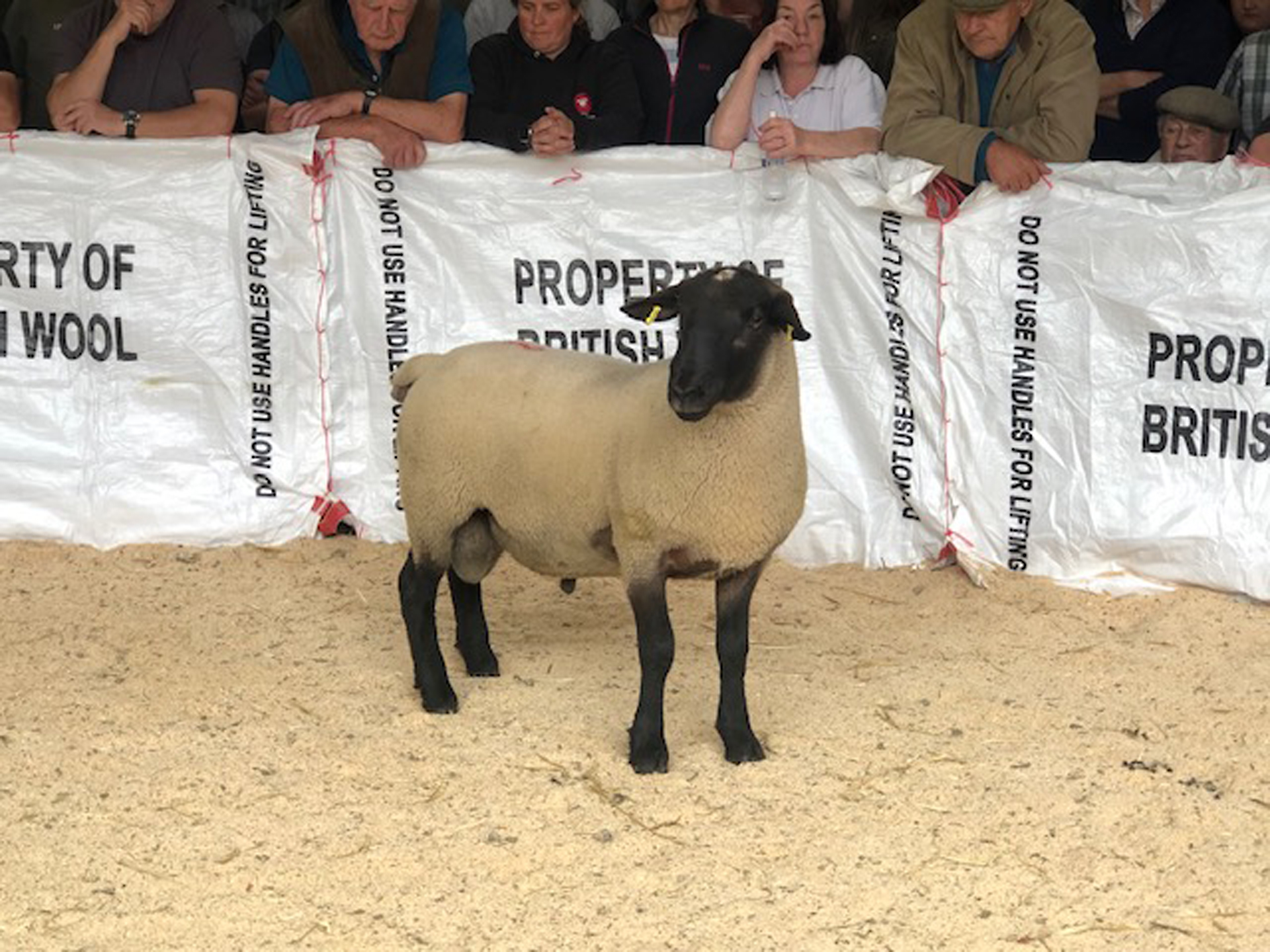 Some of the sheep at the Central Mart auction
