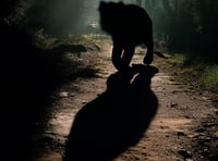 <p>Is there a puma, leopard or exceptionally large cat roaming the Surrey Hills?</p>