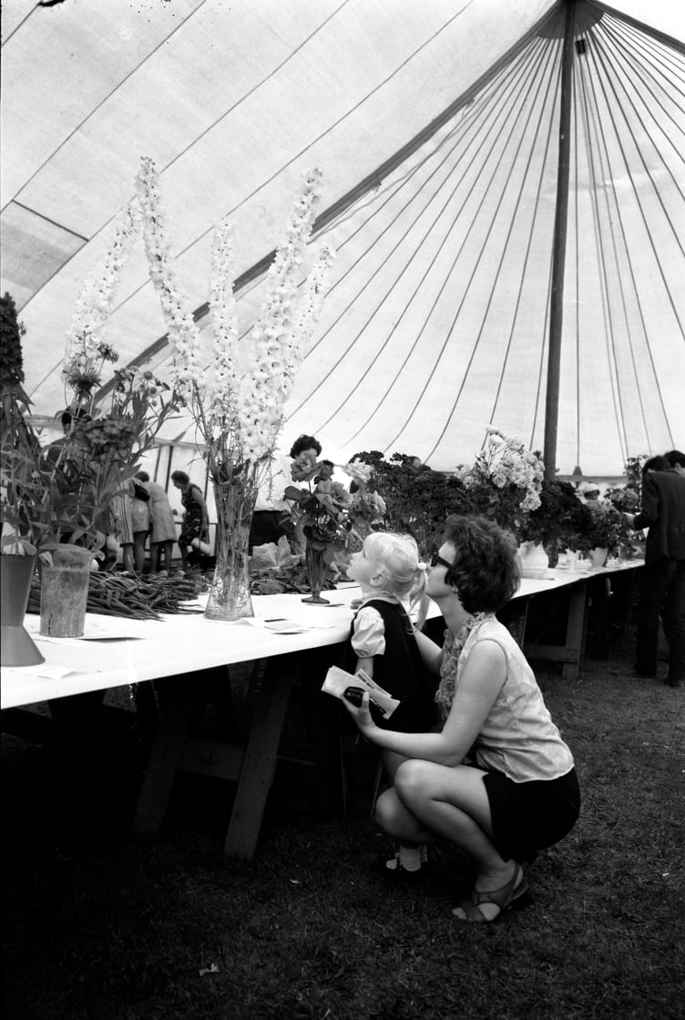 A young girl admires the giant delphiniums at the 1970 summer show