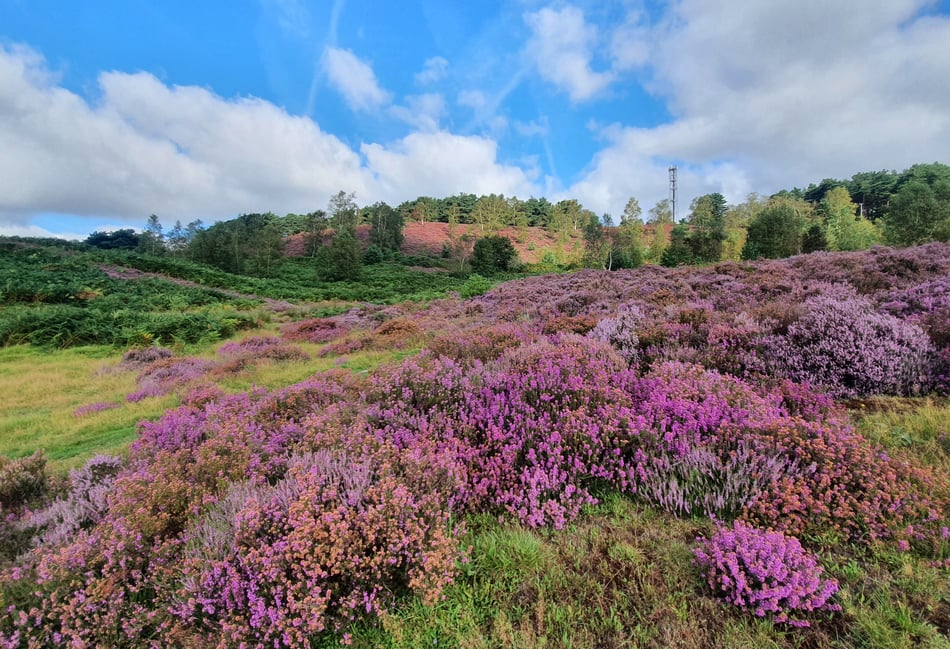 <p>Heather in bloom on Weaver’s Down, near Liphook. Did you know there are three species of heather to find locally?</p>