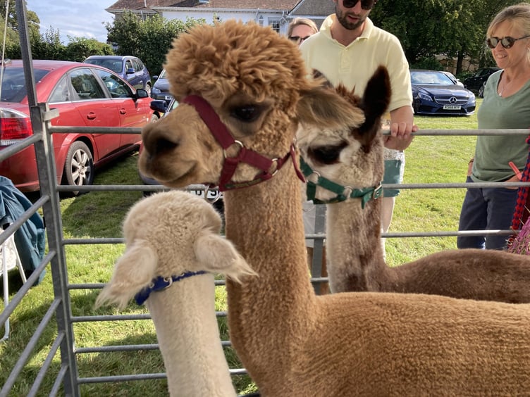 The alpacas