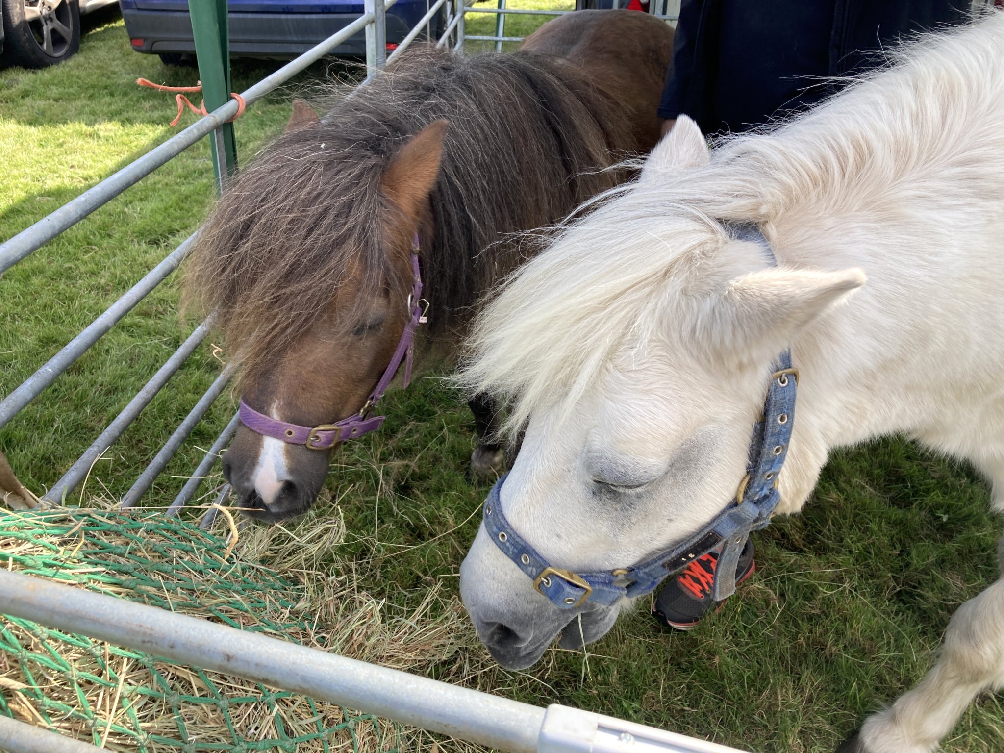 The ponies