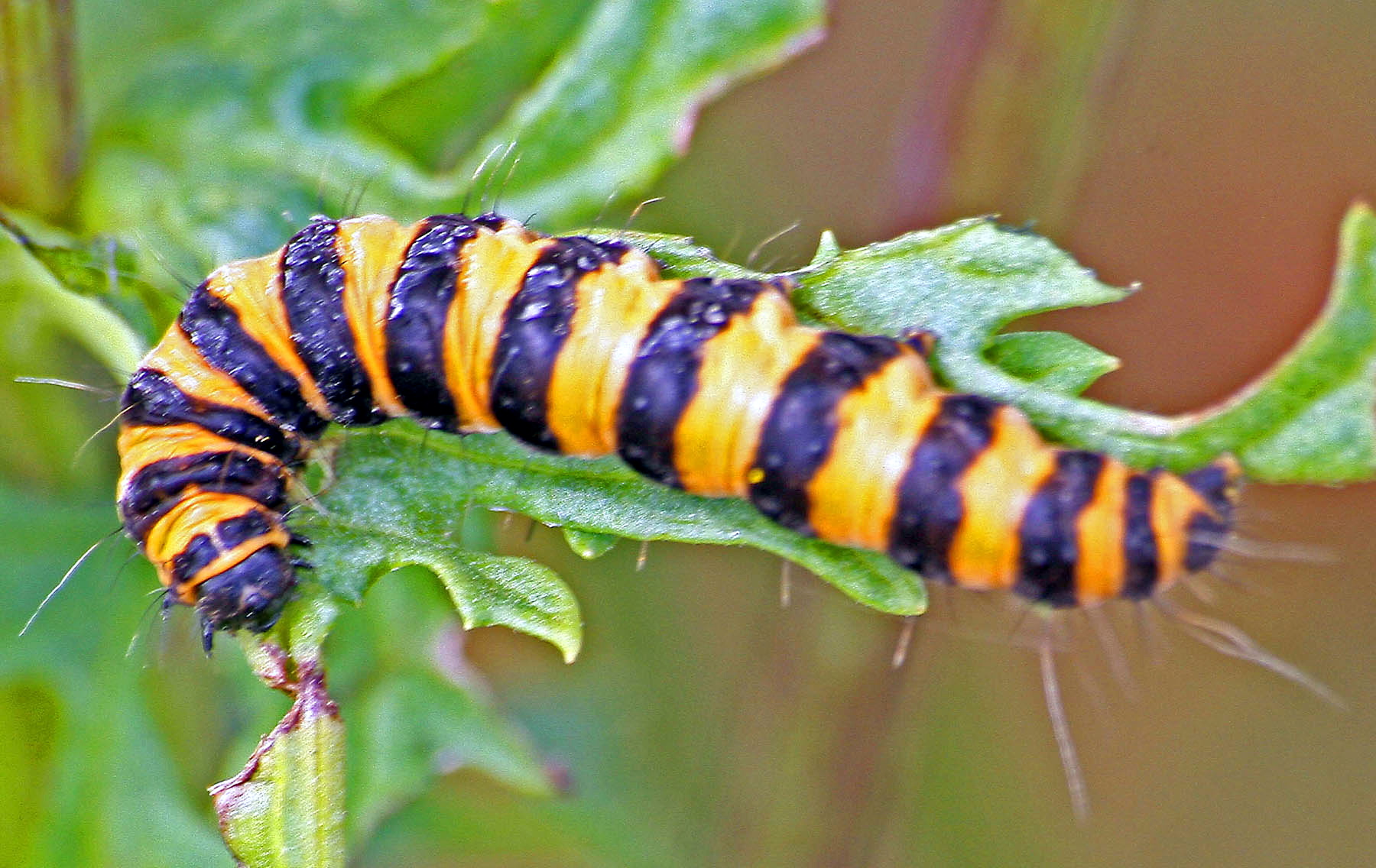 Cinnabar caterpillar