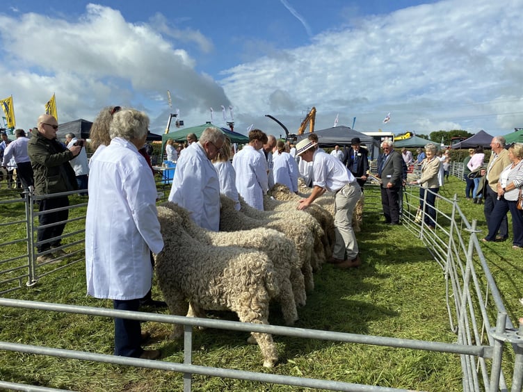 There was a large amount of sheep exhibitors at this years show