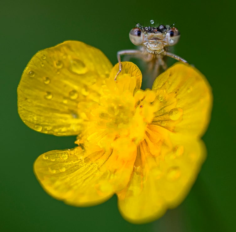Immature blue damselfly by Dave Salter