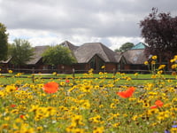 Bees and butterflies find safe haven at a Liphook school