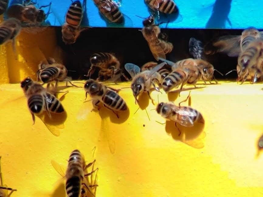 <p>Honeybees are under pressure from everything from climate change to pests</p>