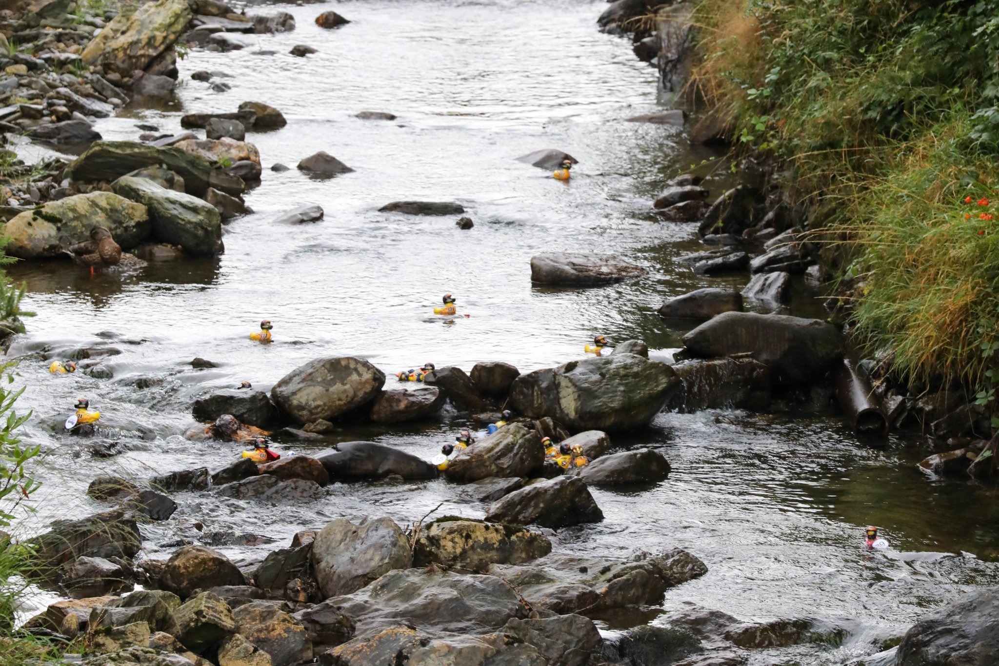 The Great Laxey Duck Races 2022. Photo by Callum Staley (CJS Photography)