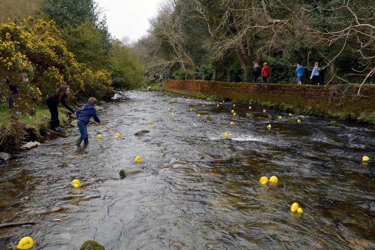 The great Laxey duck race 2015 on Easter Sunday