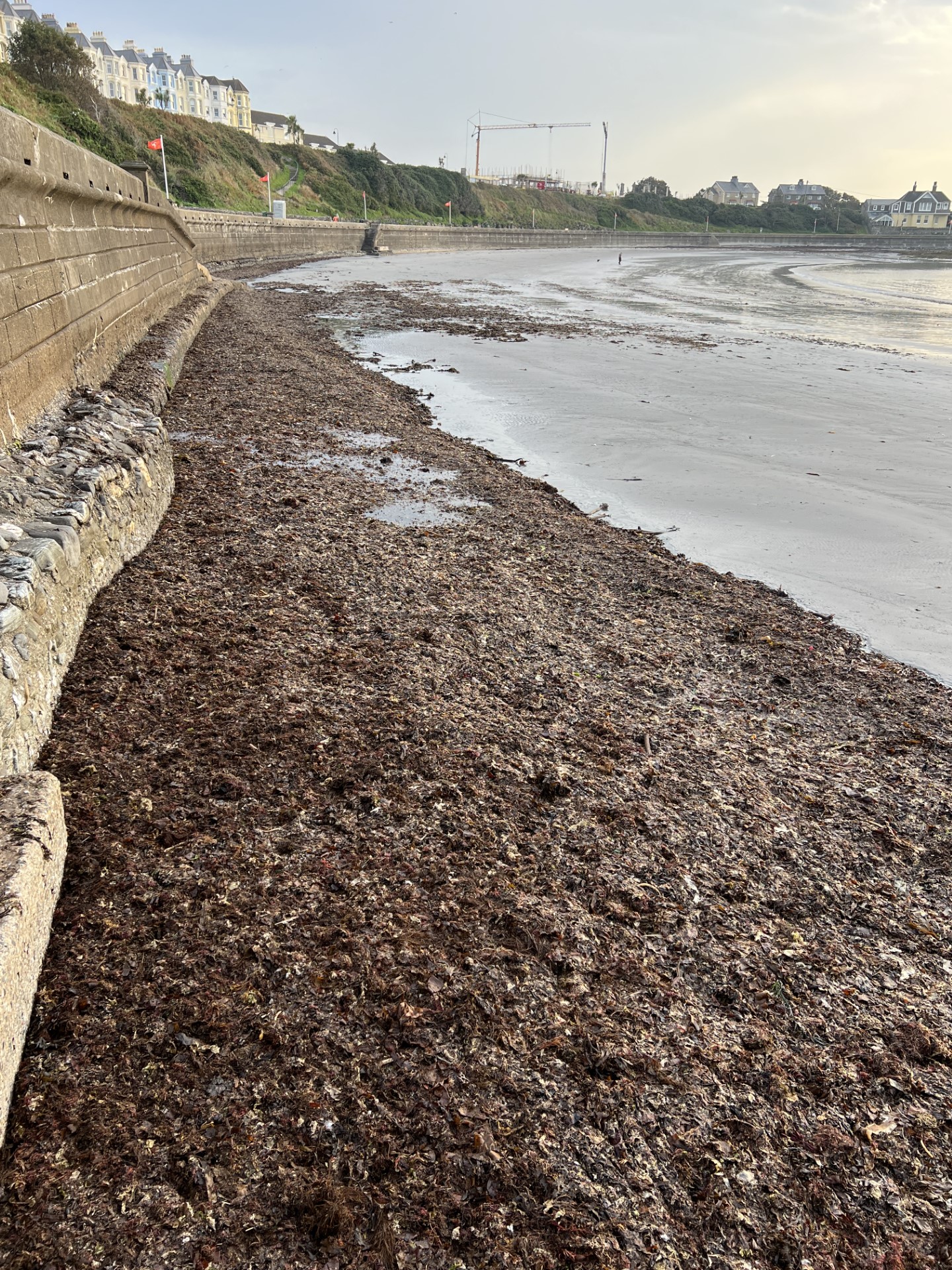 Rotten seaweed accumulates on Chapel beach