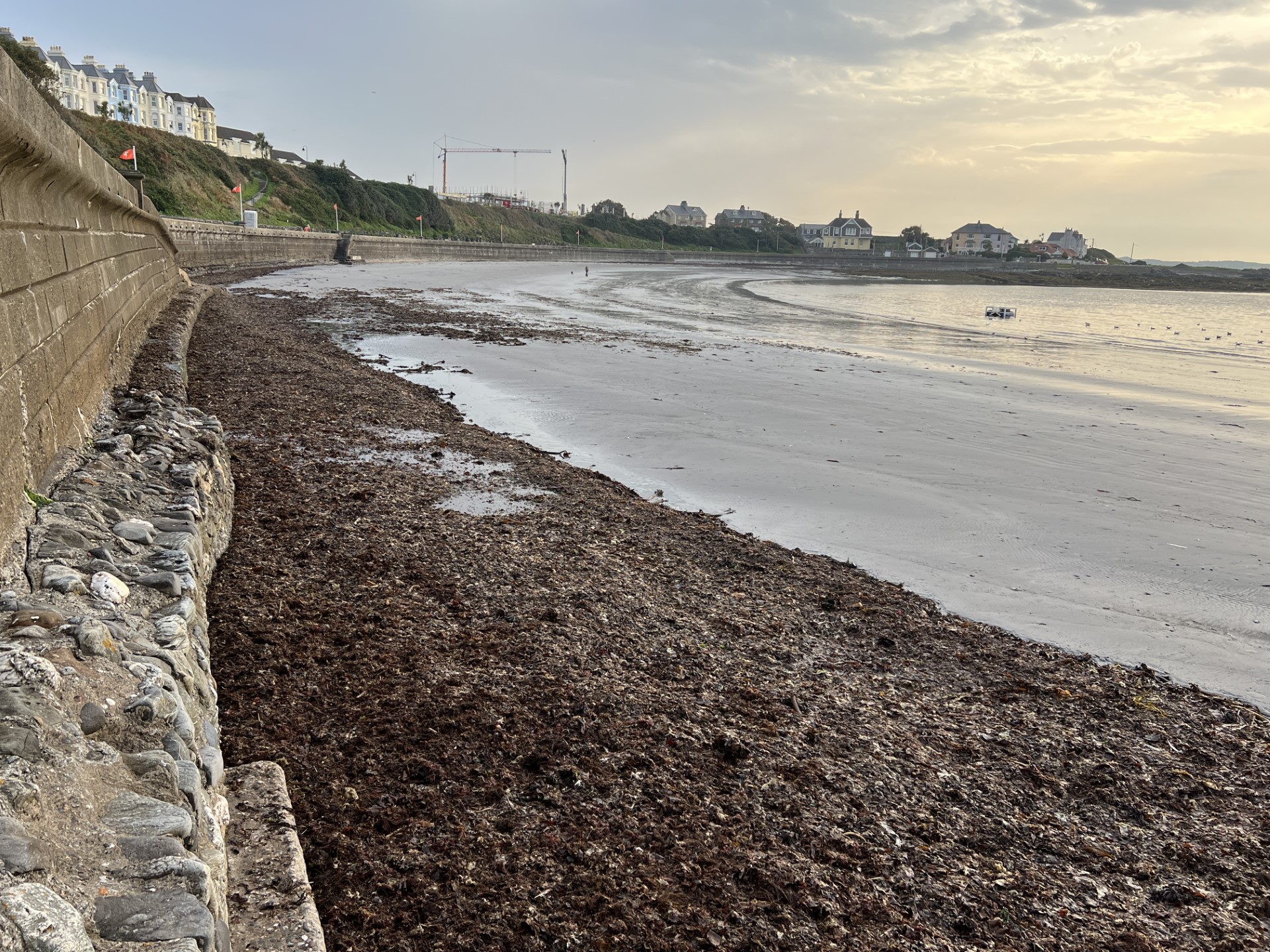 Rotten seaweed is creating a bit of a stink in Port St Mary