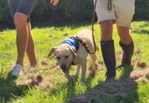 Wag Walk raises funds to support rescue animals