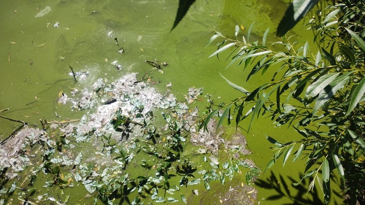 Algae