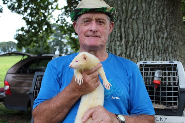 With four years-old Bandit, an albino ferret, is Terry Moules from South Molton. They will have done 76 shows during this year from March to the end of the season. SR 8916