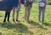 Widecombe bred stallion wins silver at Moorland Show
