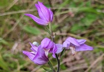 Hampshire County Council gets £98,000 grant to save rare orchids