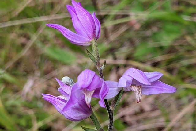 Hampshire County Council gets £98,000 grant to save rare orchids