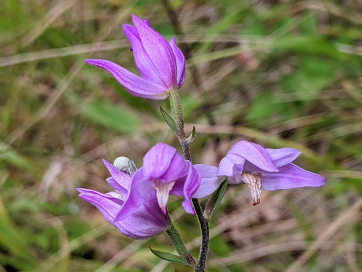 <p>The red helleborine is one of the UK’s most threatened orchid species, with an overall population of fewer than 20 plants recorded each year</p>