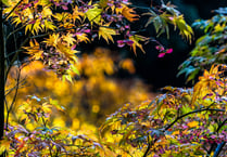 Weather paves way for spectacular autumn colour, experts say