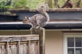 Squirrels cause over £1,000 damage to Wrecclesham Community Centre