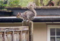 Squirrels cause over £1,000 damage to Wrecclesham Community Centre