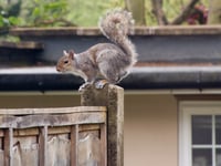 Squirrels cause over £1,000 damage to Wrecclesham Community Centre