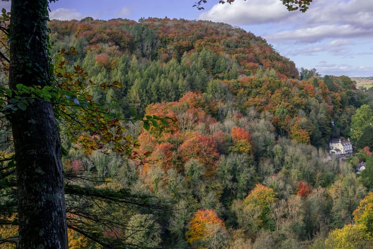 Views of the Wye Valley from Symonds Yat