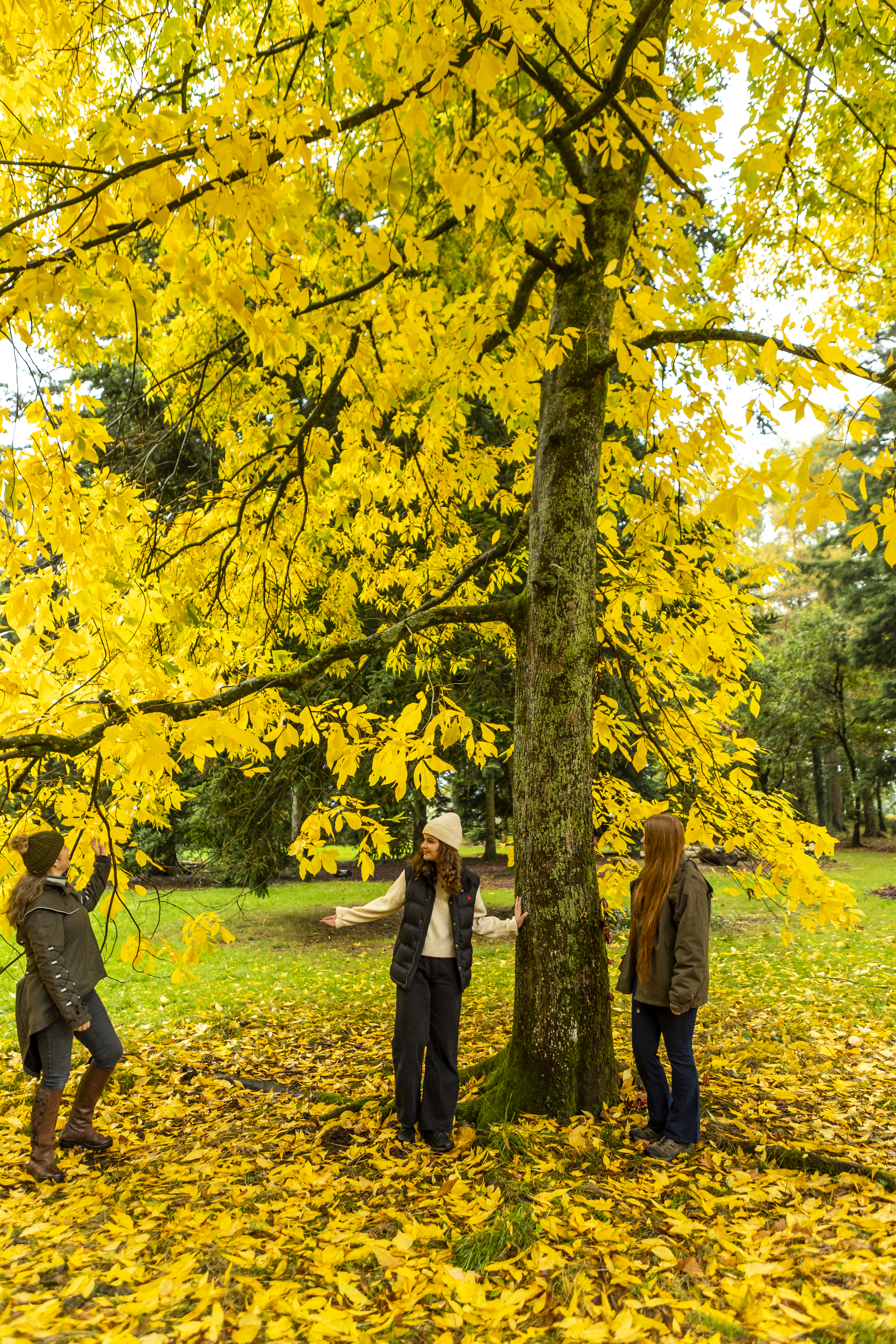 Weather paves way for spectacular autumn colour, say Forestry England  experts