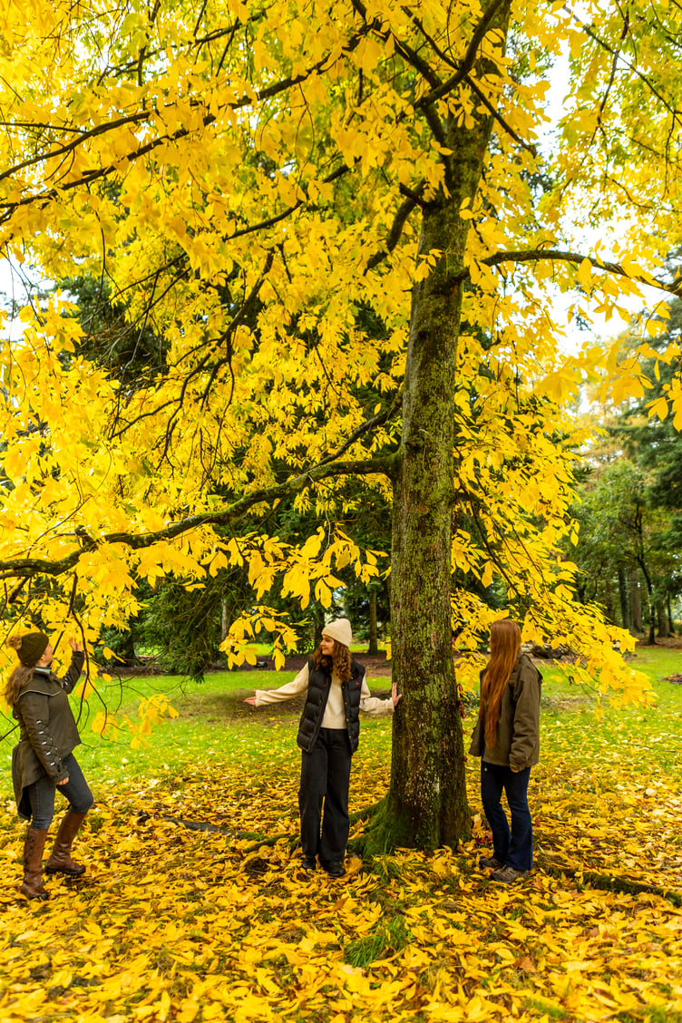 A family enjoying Autumn colours at Cryil Hart Arborteum