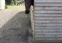 Meon Valley stable owner pays hefty price for ignoring planners
