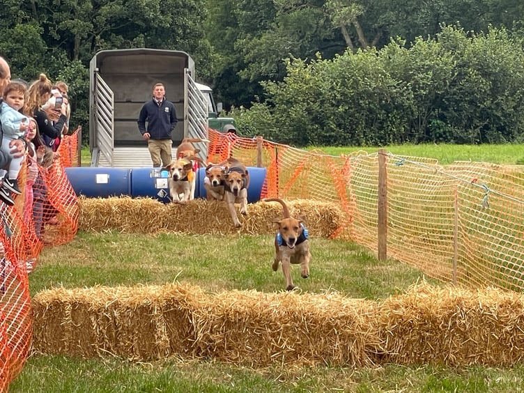 Hounds during one of the races. AQ 5597