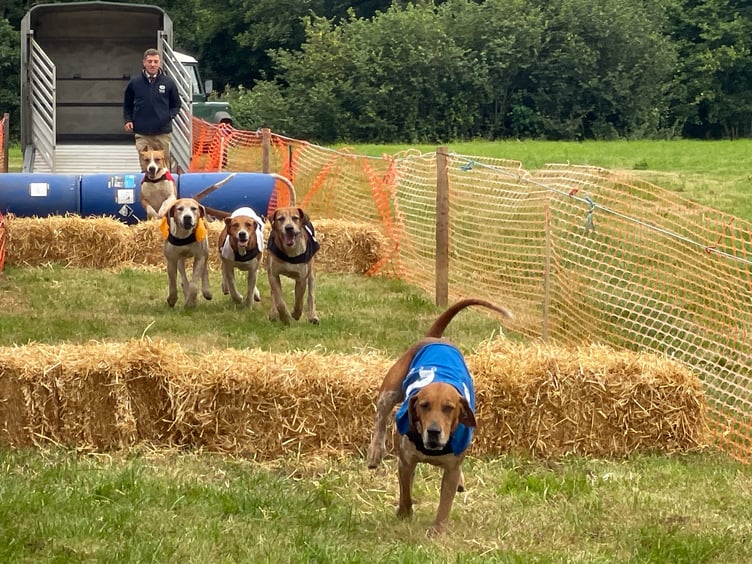 Hounds during one of the races. AQ 5599
