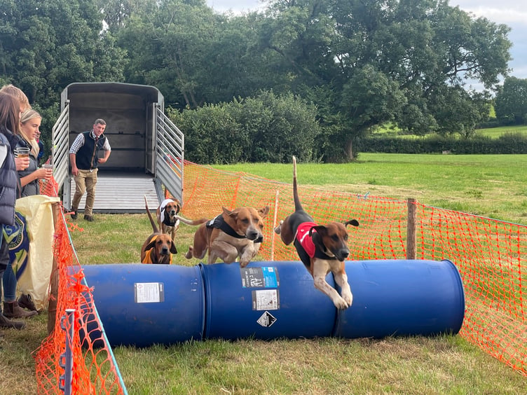 Hounds during one of the races. AQ 5605