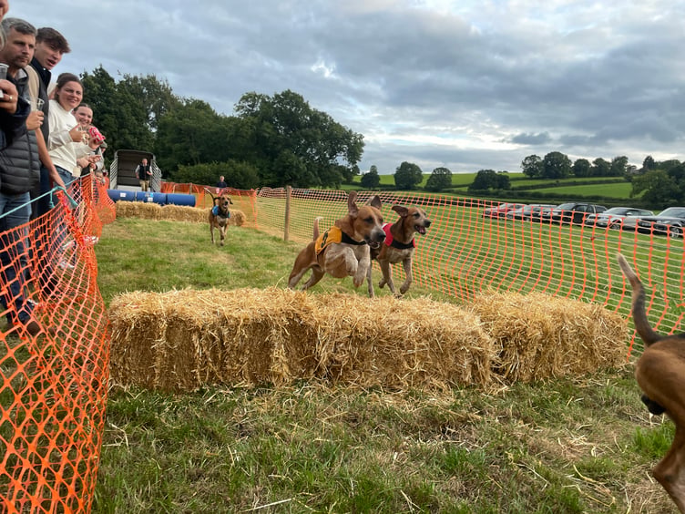 Hounds during one of the races. AQ 5617