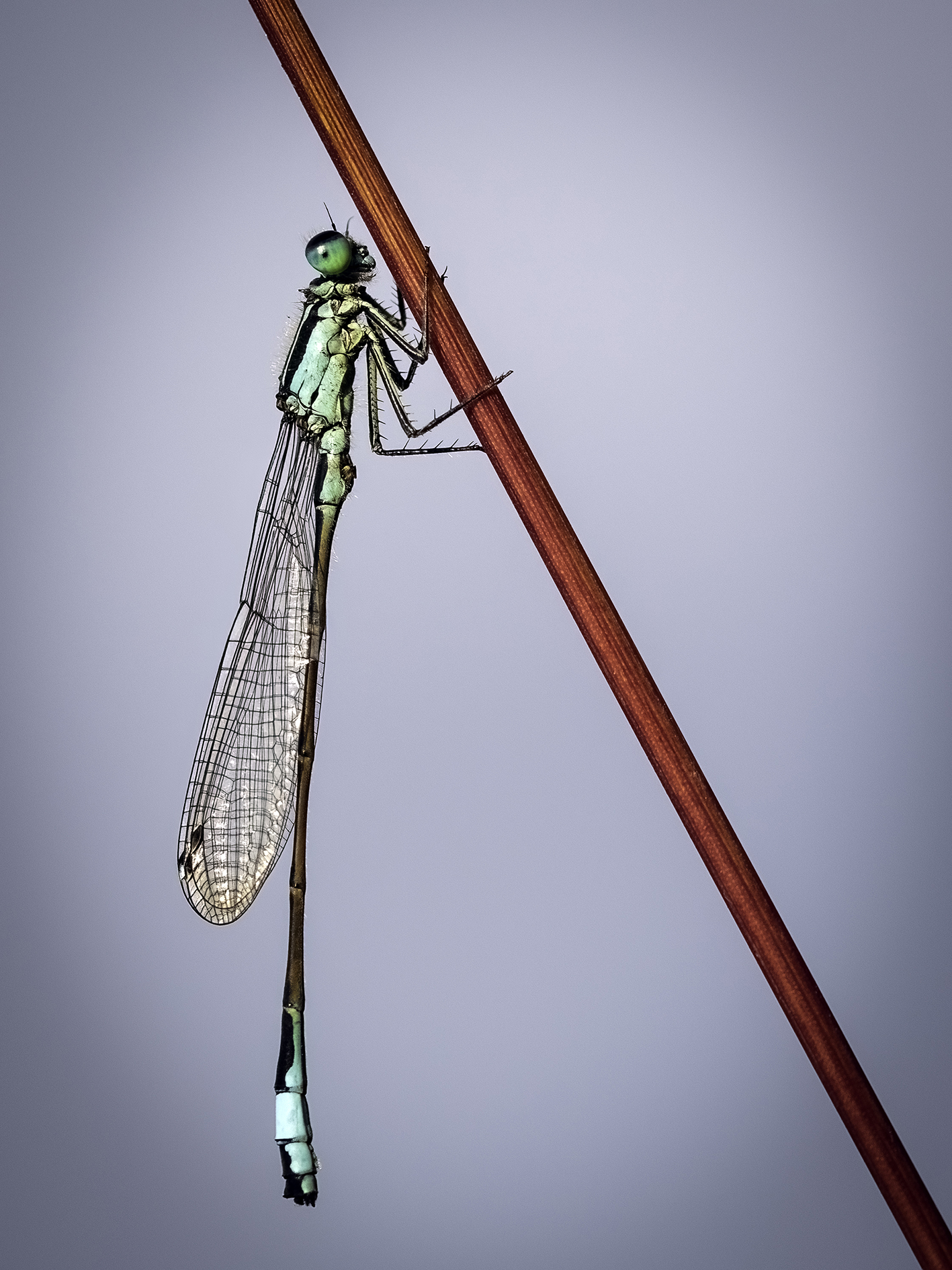Dragonfly by Barry Murphy