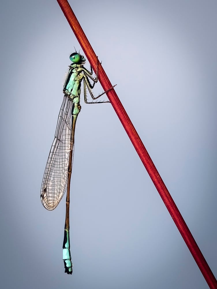 Dragonfly by Barry Murphy