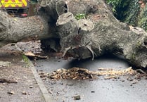UPDATE: Road cleared: Crediton street closed due to fallen 8-ton tree
