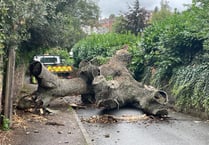 UPDATE: Road cleared: Crediton street closed due to fallen 8-ton tree
