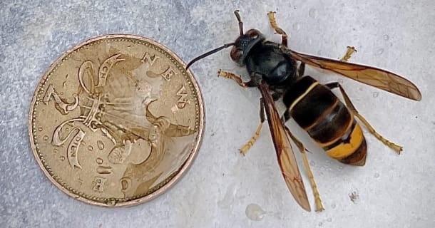<p>Asian hornets are slightly smaller than a European hornet, which is two or three times the size of a common wasp, and are black with distinct yellow lower leg and a prominent yellow stripe on the forth segment of the abdomen</p>