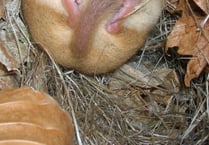 Look what the cat brought in – dormice need your help (and your pets)