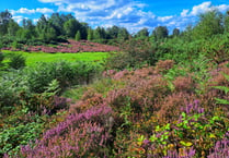 Download these smartphone apps to help you explore our heathland...