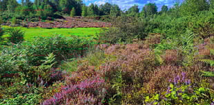 Opinion: Dog owners – be responsible and keep pets away from heathland