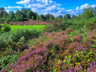 Opinion: Dog owners – be responsible and keep pets away from heathland