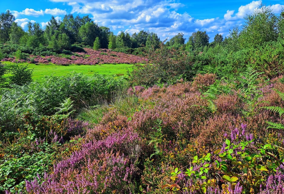 <p>Heathland at Chapel Common near Liphook</p>