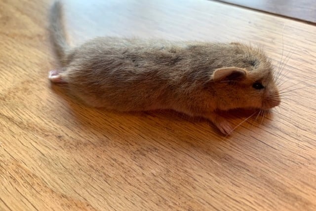 This dormouse was brought into a house by a cat in Grayswood