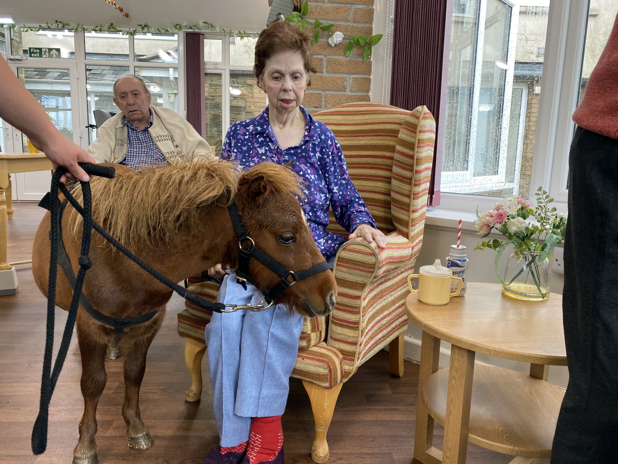 Chollacott ponies