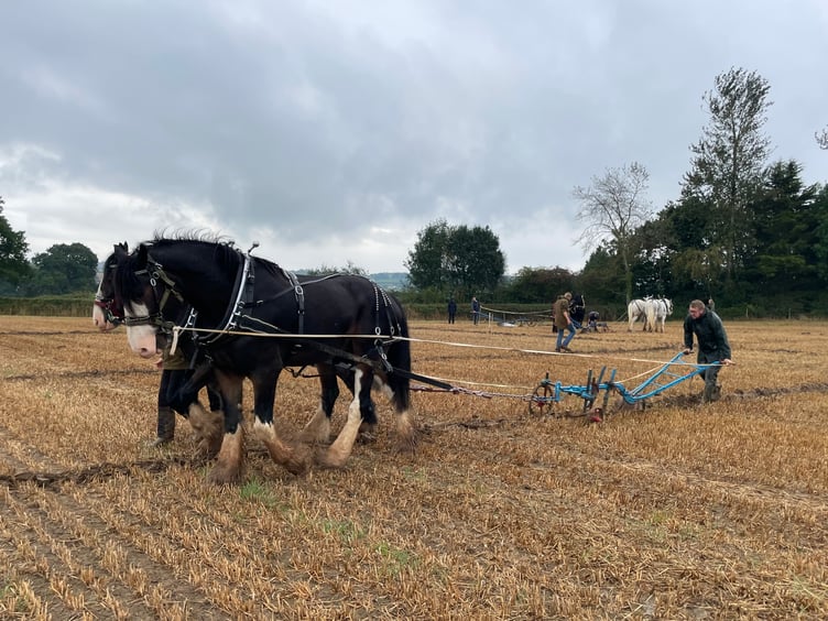 Images from Cheriton Fitzpaine and District Ploughing Match and Produce Show.